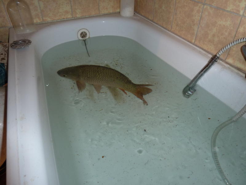 fish